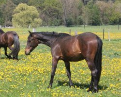 dressage horse Showdancers Queen (German Sport Horse, 2014, from Showdancer)