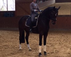 dressage horse Domfee 36 (Hanoverian, 2010, from Don Henrico)