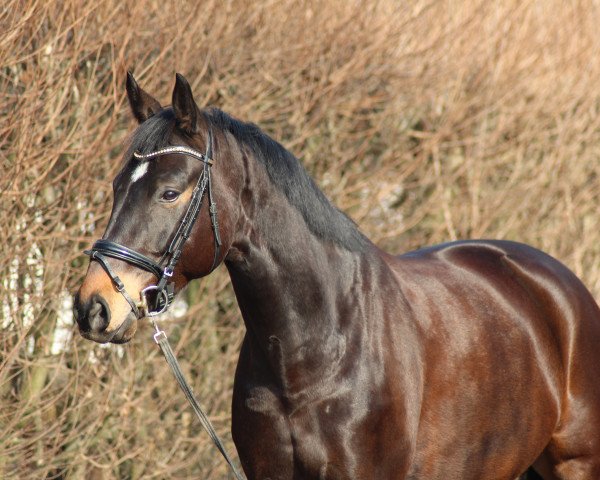 dressage horse Skyfall II (Oldenburg, 2010, from Sir Donnerhall I)