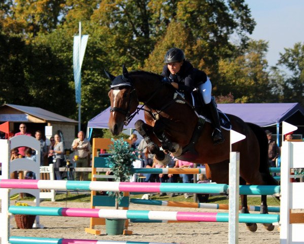 jumper Quester 4 (Polish Warmblood, 2008, from Qulester)