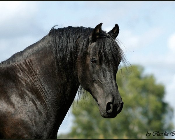 horse Castelwoods Kokopelli (Morgan Horse,  )