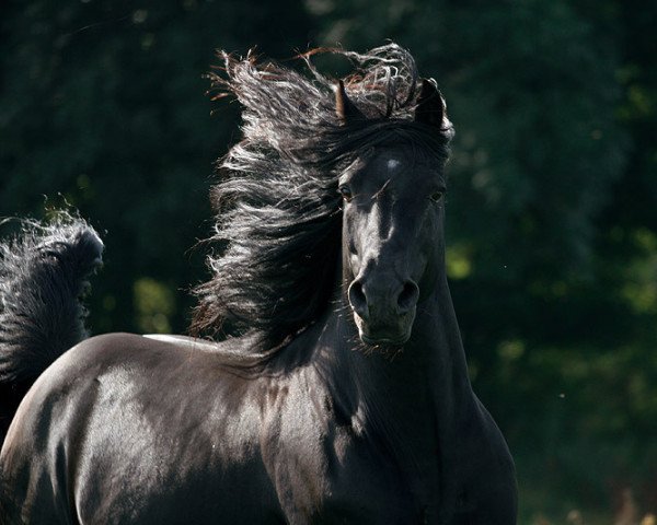 stallion Rain Koko's Gigolo (Morgan Horse, 2003, from Castelwoods Kokopelli)