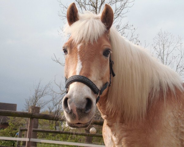 Pferd Hannes (Haflinger, 1995, von Hermes)