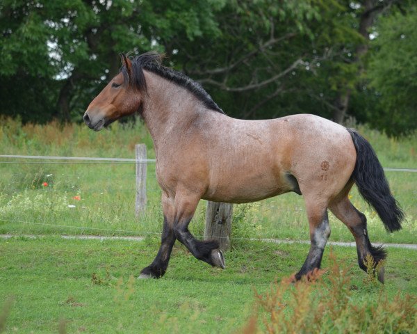 Pferd Felix (Rheinisch-Deutsches Kaltblut, 2007, von Ferry)