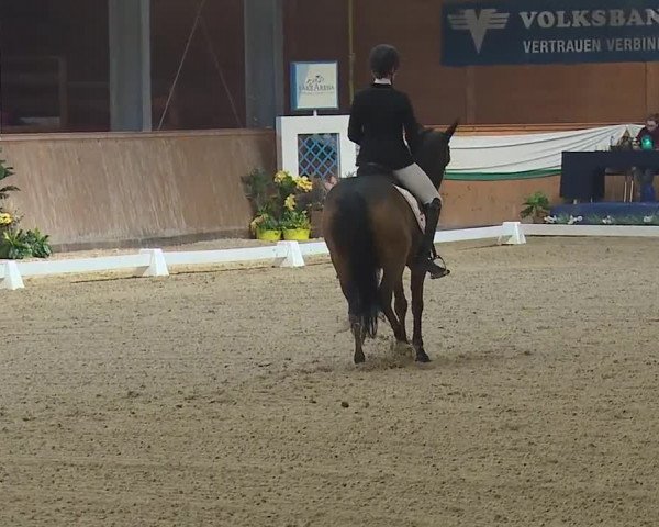 FEI Reitturnier Wiener Neustadt (AUT) 2019