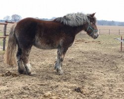 horse Antje (Rhenish-German Cold-Blood, 2012, from Huckleberry)