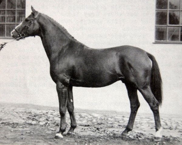 stallion Singmir (Swedish Warmblood, 1972, from Emir)