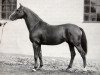 stallion Singmir (Swedish Warmblood, 1972, from Emir)