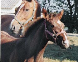 broodmare Graine d'Or II (Selle Français, 1994, from Thurin)