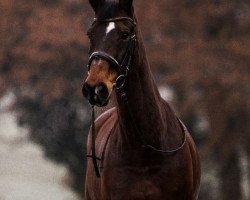 dressage horse Exakt (Westphalian, 1996, from Externstein)