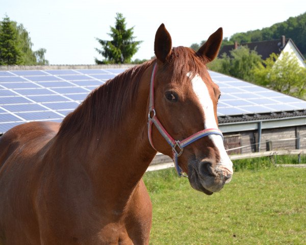 broodmare Wanda (Hanoverian, 1994, from Werther)