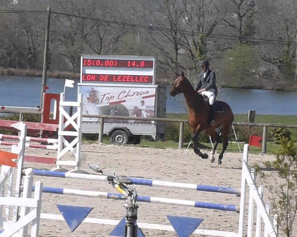 Springpferd Upsilon de Lezellec (Selle Français, 2008, von Jaguar Mail)