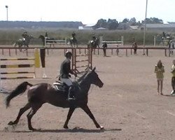 jumper Meluha S (Swedish Warmblood, 2008, from Jaguar Mail)