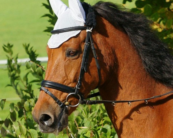 horse Lacaruna (Zweibrücken, 1994, from Landherr)