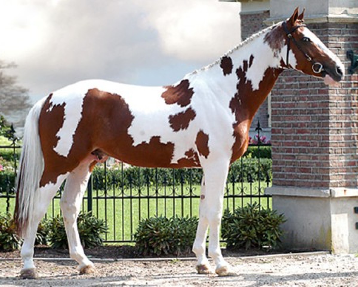 Deckhengst Clochard (KWPN (Niederländisches Warmblut), 2001, von Marome NW)