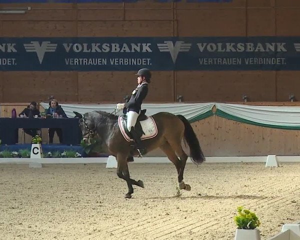 FEI Reitturnier Wiener Neustadt (AUT) 2019