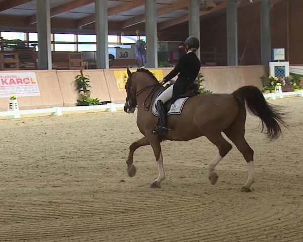 FEI Reitturnier Wiener Neustadt (AUT) 2019