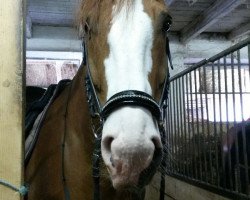 dressage horse Futurro (Württemberger, 2003, from Esciero)