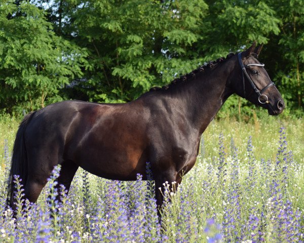 broodmare Far East Love (Oldenburg, 2013, from Feu D'Or 2)