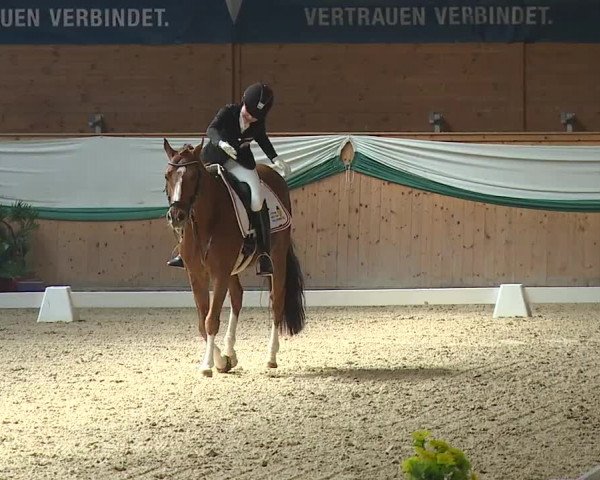 FEI Reitturnier Wiener Neustadt (AUT) 2019