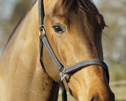 dressage horse Flying Fred 2 (Westphalian, 2012, from Feedback 16)