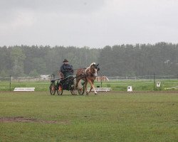 Deckhengst No Limit (4,69% ox) (Edelbluthaflinger, 2001, von Nebos I (3,125% ox))