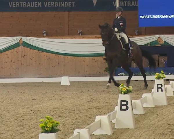 FEI Reitturnier Wiener Neustadt (AUT) 2019