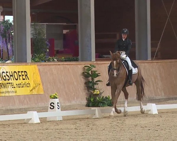 FEI Reitturnier Wiener Neustadt (AUT) 2019