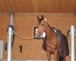 Springpferd Lucky Passion (Hannoveraner, 2005, von Fighting Alpha)