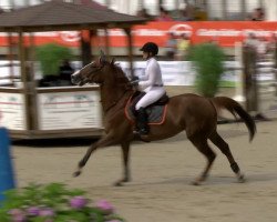 jumper Venus du Pommier (Selle Français, 2009, from Jaguar Mail)