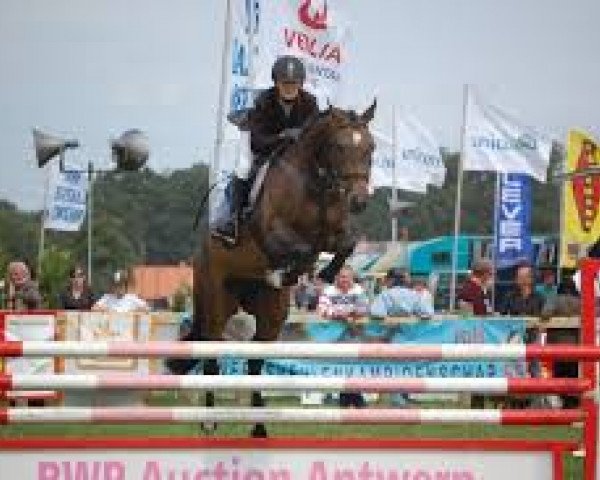 Zuchtstute Blitz D' Elite (Belgisches Warmblut, 2001, von Quintus)