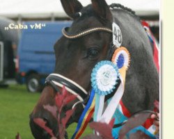 Springpferd Caba vM (Deutsches Reitpony, 2009, von Fehkamp's Coestelin)