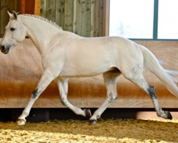stallion Utrillo van de Heffinck (Belgian Warmblood, 1997, from Clinton)
