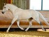 stallion Utrillo van de Heffinck (Belgian Warmblood, 1997, from Clinton)