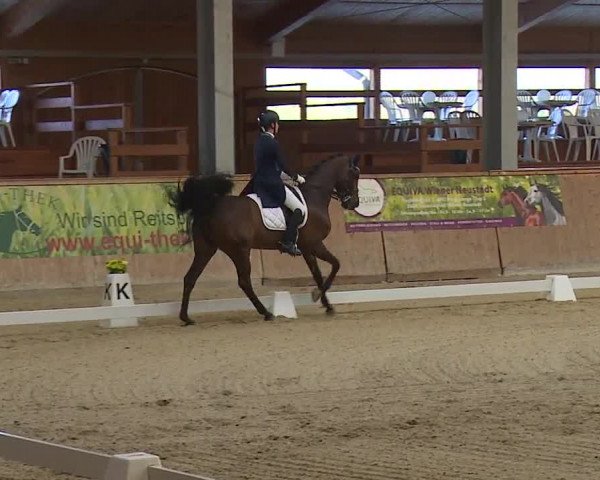 FEI Reitturnier Wiener Neustadt (AUT) 2019