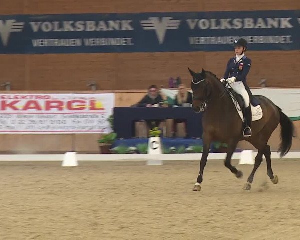 FEI Reitturnier Wiener Neustadt (AUT) 2019