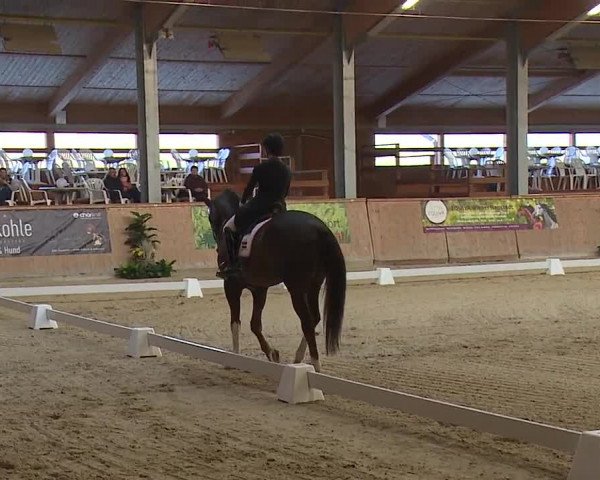 FEI Reitturnier Wiener Neustadt (AUT) 2019