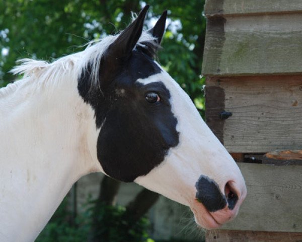 broodmare It's Apanatchy (German Warmblood, 2000, from Iron)