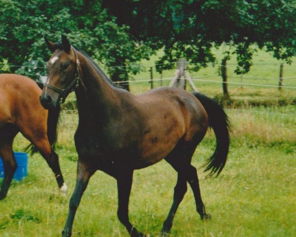 horse Ravenna (Rhinelander, 1999, from Rocket Star)