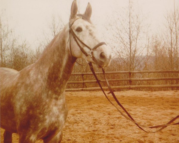 dressage horse Golden Gate 33 (Rhinelander, 1980, from Goldcup)