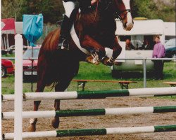 horse Andiamo 1991 (Rhinelander, 1991, from Argentan 17)