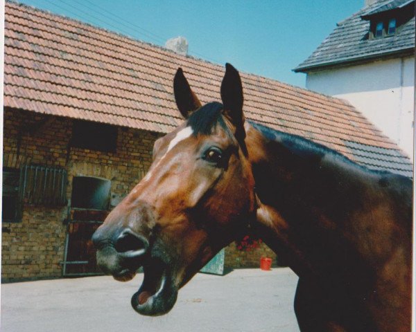 horse Gustavson 1984 (Hanoverian, 1984, from Grande)