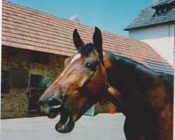 horse Gustavson 1984 (Hanoverian, 1984, from Grande)