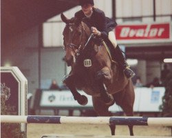 horse Grundy Girl (Holsteiner, 1989, from Grundyman xx)