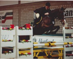 horse GG Gratulant (Holsteiner, 1992, from Grundyman xx)