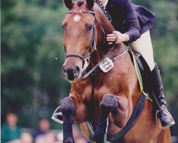 horse Lawton (Holsteiner, 1991, from Lancer II)