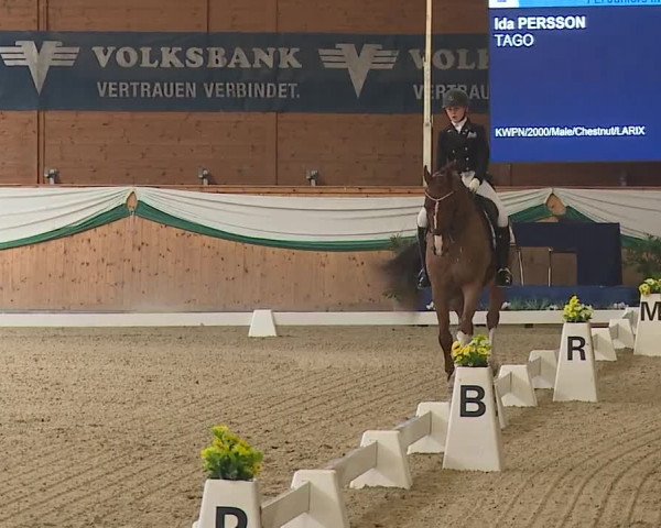FEI Reitturnier Wiener Neustadt (AUT) 2019