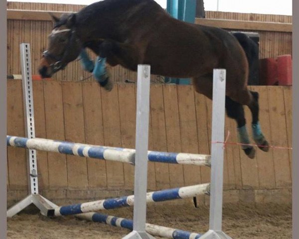 horse Allessandra (KWPN (Royal Dutch Sporthorse), 2011, from Acolord)