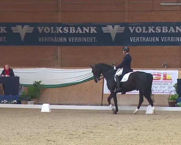FEI Reitturnier Wiener Neustadt (AUT) 2019