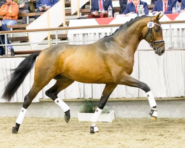 stallion Sir Schneiders (Hanoverian, 2014, from Sir Donnerhall I)